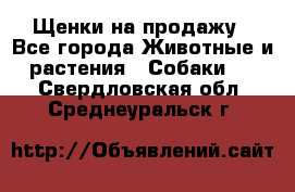 Щенки на продажу - Все города Животные и растения » Собаки   . Свердловская обл.,Среднеуральск г.